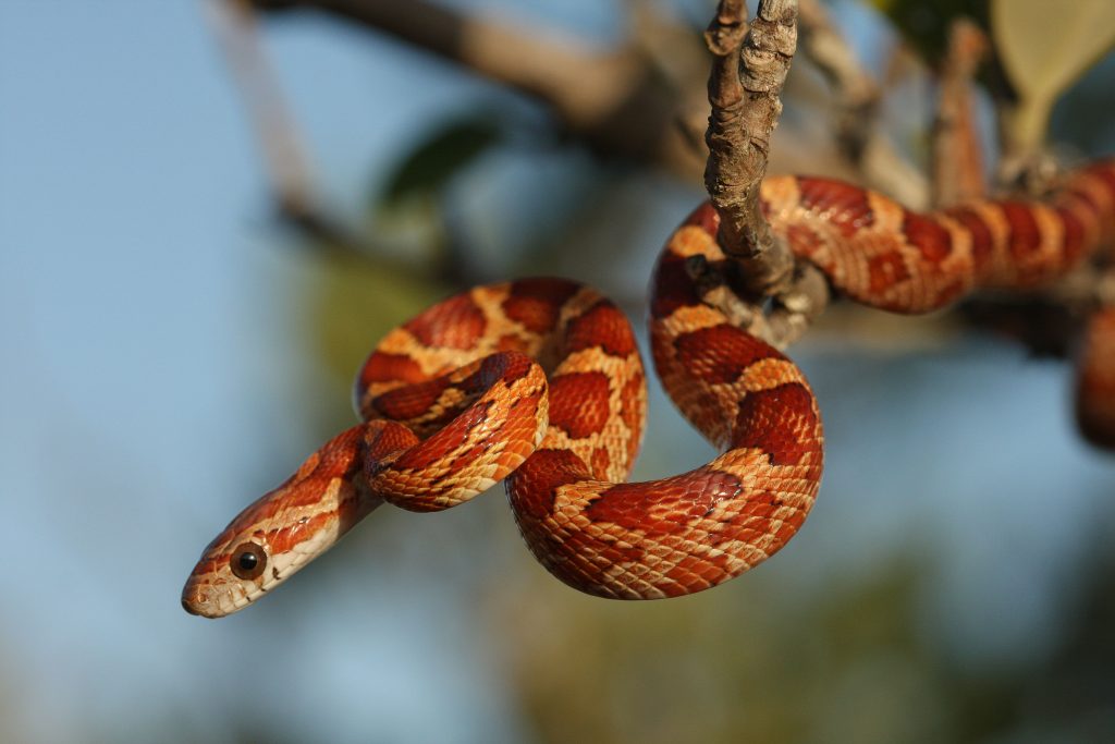 Do Corn Snakes Have Teeth