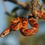 Do Corn Snakes Have Teeth